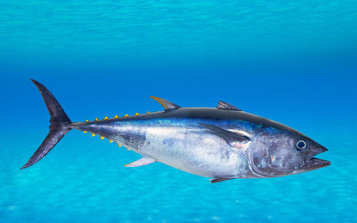 Bluefin Tuna Hunt: 2026 Season Rules