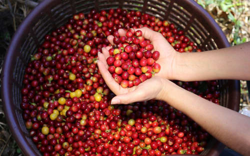 Inside the Farm That Shapes Every Starbucks Pour