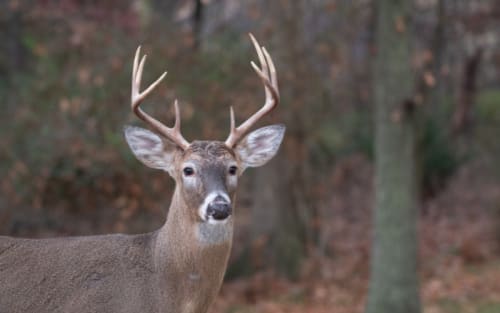 How Extended Hunting Season Breaks Records While Feeding Island Families