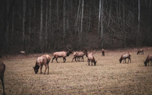 Elk Overflow Forces Drastic State Action