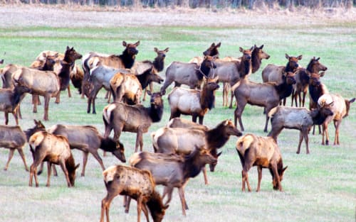 Plane Disrupts Wyoming Elk Hunt, Sparks Dispute