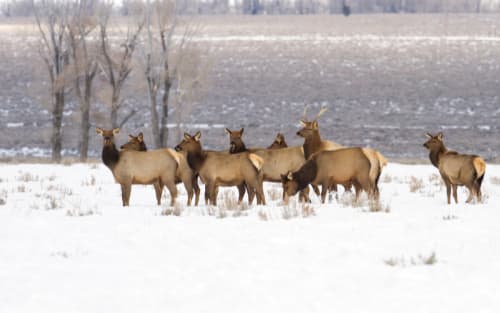 Wyoming Killed Two Hunting Bills. The Fight Is Far From Over.