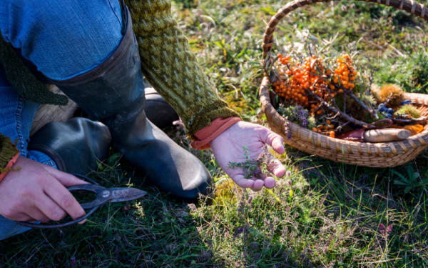 Why Foraging Is a Critical Skill for Modern Survivalists