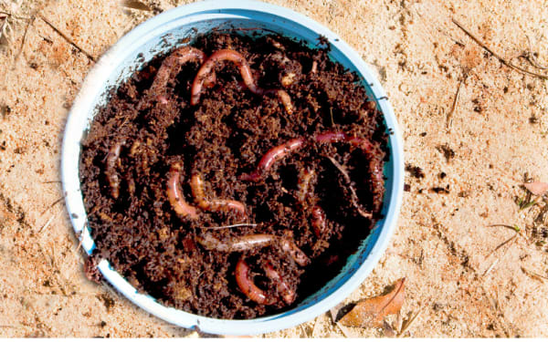 Why Live Bait Outperforms Lures in Certain Waters