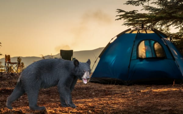 How to Keep Wildlife Away From Your Campsite Naturally