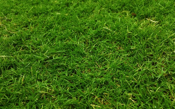 The Benefits of Mulching Grass Clippings for Soil Health