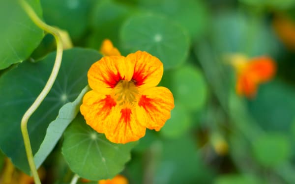 7 Edible Plants Every Man Should Recognize