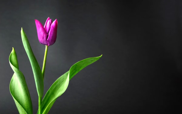 10 Great Gifts for Mom This Mother's Day 2025