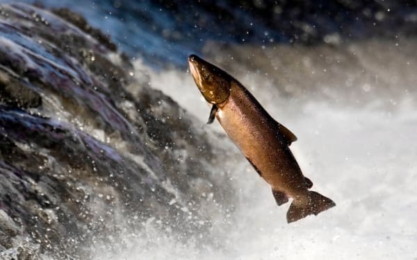 12 Top Spots to Catch Salmon in the USA