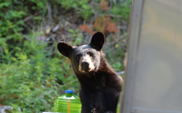 Bears Nearby? Camp Safe with These Tips