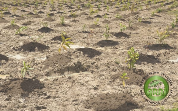 Can Reforesting Coal-Mined Lands Heal Appalachia’s Scars?