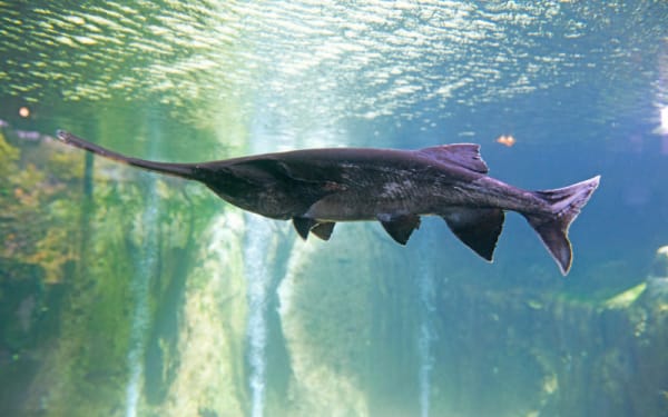 Montana’s 2025 Paddlefish Season Faces Bans and Overhauls