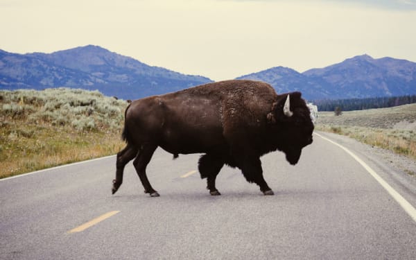 Yellowstone Bison Cull Sparks Debate Over Wildlife Management