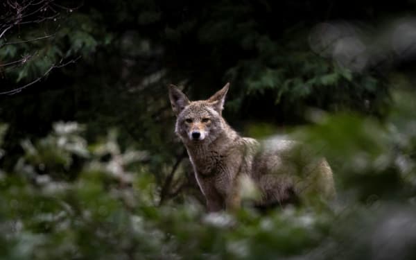 Court Backs Michigan’s Coyote Hunting Ban