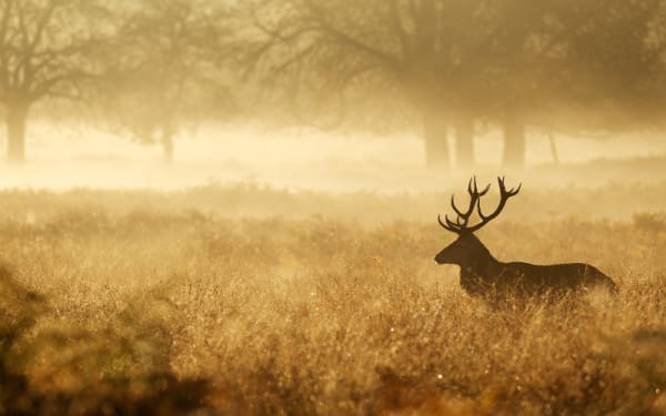 Minnesota’s Deer Hunting Rules Get a Major Overhaul with Shotgun Zone Repeal