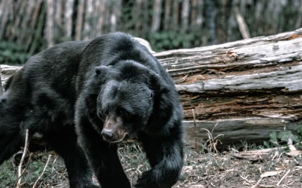Florida’s Bear Hunt Sparks Controversy with Protest Tactic