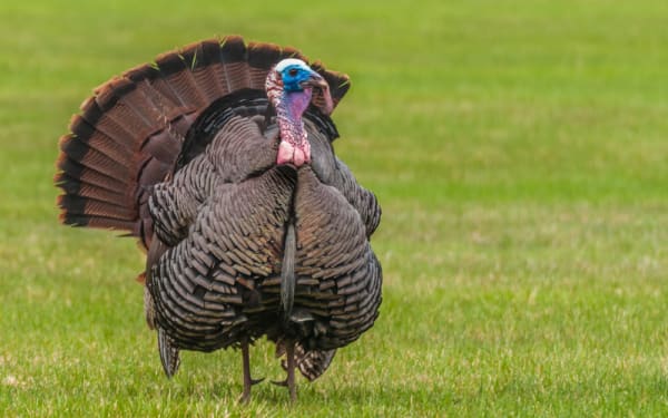 10,694 Spring Turkeys Harvested in West Virginia