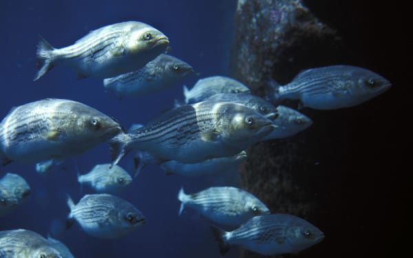 Striped Bass Rules Spark Fight in Court
