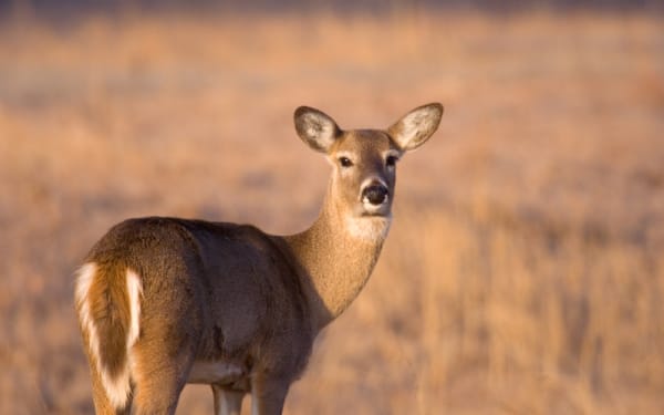 Vermont’s Opens 2025 Antlerless Whitetail Hunt Lottery