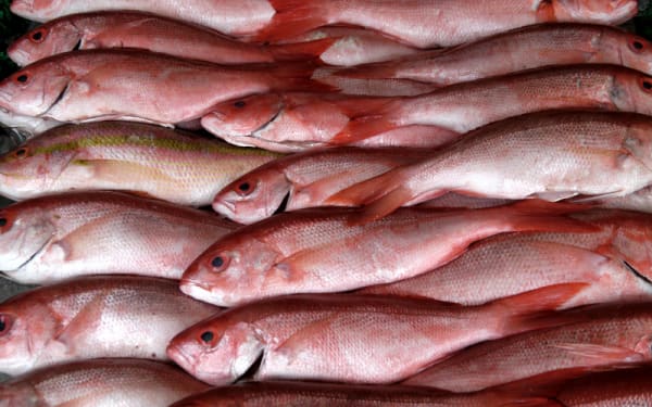 South Carolina's Bold Move to Reclaim Red Snapper Fishing