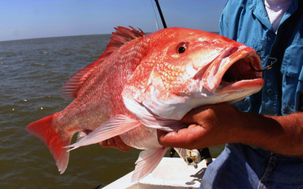 South Atlantic Fishing Ban Scrapped