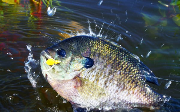 5 Midwest Hotspots for Monster Bluegills