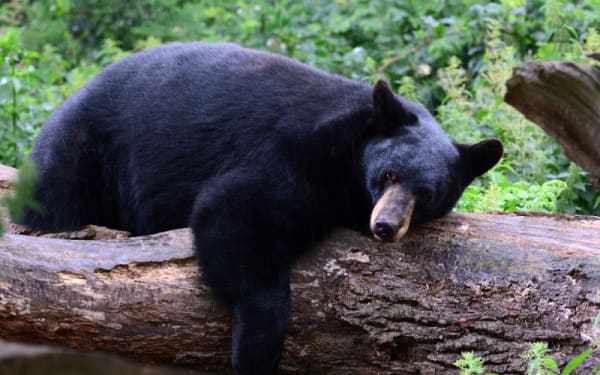 Will Anti-Hunters Derail Florida’s Bear Management Plan?