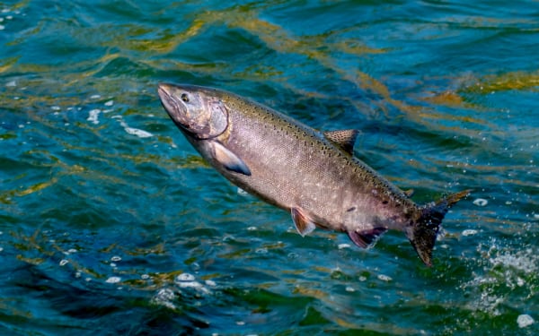 Idaho’s Salmon Fishing Rules Changed in 2025