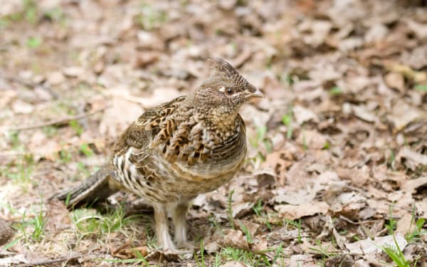 Grouse Hunt Returns to Wisconsin After Years of Recovery