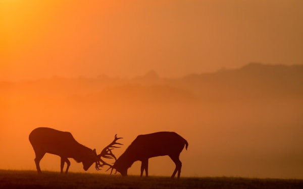 Is Mandatory Reporting the Fix for Wildlife Data Issues?