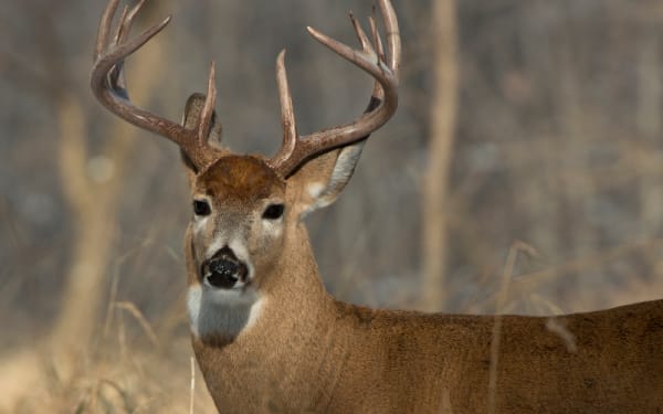 Top 5 Whitetail States for DIY Hunters