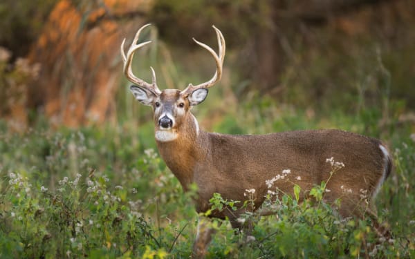 What Hunters Get Wrong About Mature Bucks