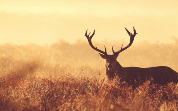 Deer Hunting Myths That Keep You From Success