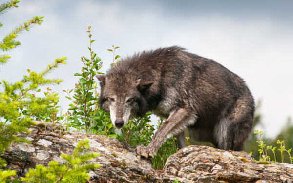 Montana's Wolf Hunt Escalates: Boon or Blunder?