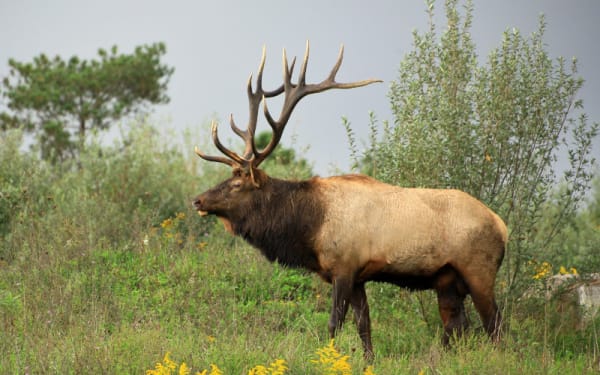 Why Our Wild Lands Matter: The Fight to Save Elk Hunting