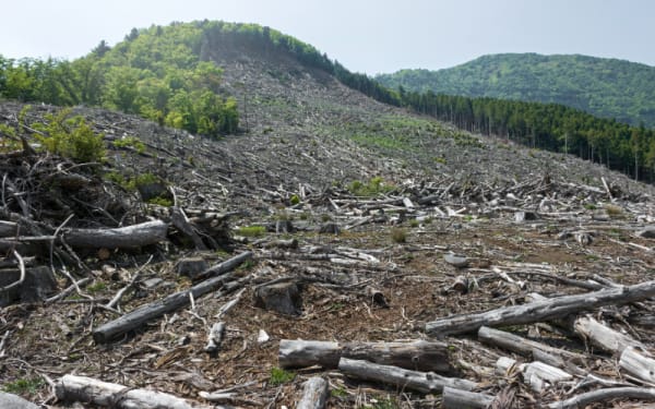 EU Forest Law: Bitter Brew for Coffee Lovers?