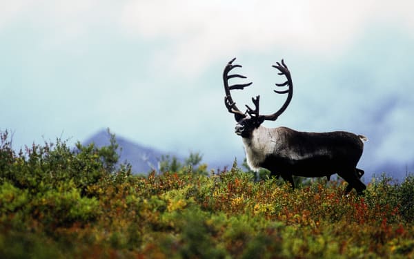 Trump's Shutdown Move: Hunts Roll On in Wildlife Havens