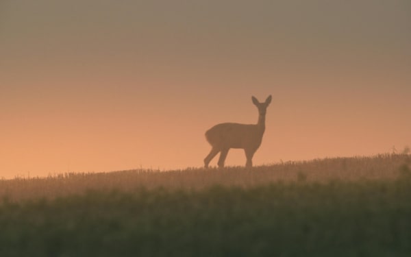 Is CWD Closing In on America's Big Game?