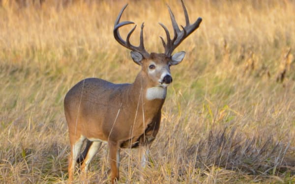 When Deer Season Turns Sour: ND Hunters Get Refund Lifeline