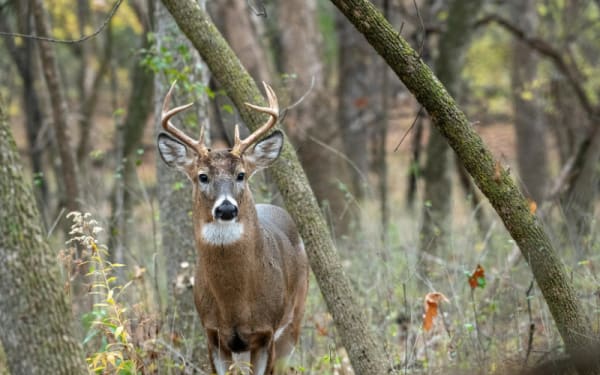 Passing the Torch: Free Tags Ignite Arkansas Youth Deer Hunts
