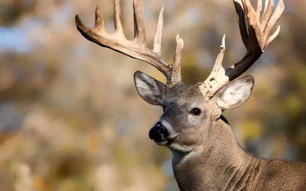 Michigan's Deer Hunt Surge