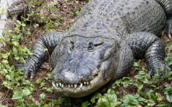 Man Survives Gator Ambush While Hunting