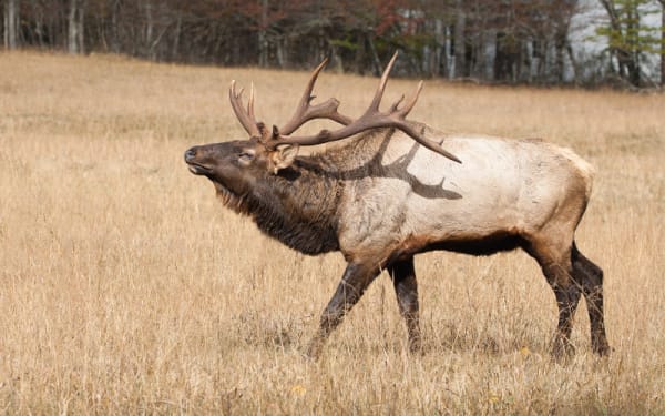 Idaho’s Big Switch: Is the Dream Elk Hunt Now a Lottery?