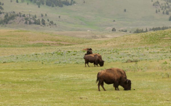 Montana's Bison Hunt Gets Bigger and Better