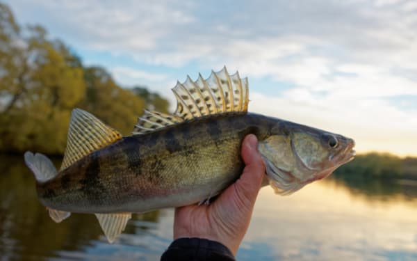 Minnesota Might Cut Walleye Limits After 68 Years