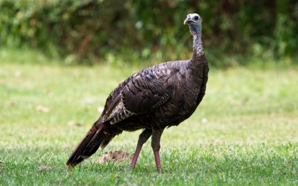 Hunting's Hidden Toll on Turkey Broods