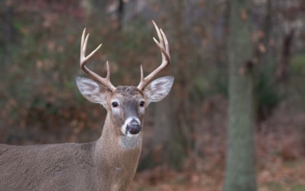 How Extended Hunting Season Breaks Records While Feeding Island Families