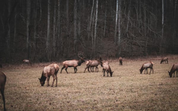 Elk Overflow Forces Drastic State Action