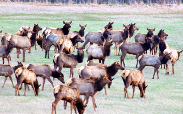 Plane Disrupts Wyoming Elk Hunt, Sparks Dispute