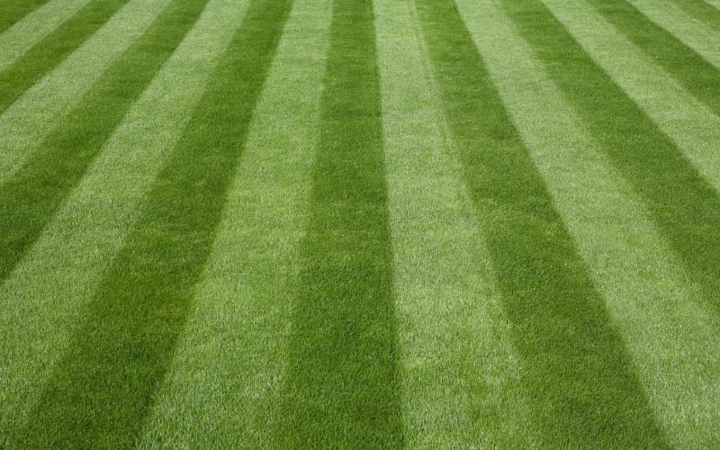 12 Underrated Hacks for a Low-Effort Lawn